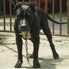Alpha - Le chien de Will