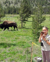Bison à Yellowstone (Thibault Schönmann)