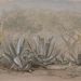 Adrien DAUZATS (1804-1868) - Feuillages exotiques - Aquarelle gouachée sur esquisse au crayon - 29x39,5cm - Cachet de la vente Dauzats - Prix: 2.500 Euros<br />