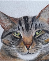 Isa - "The cat" (© Isarielle)