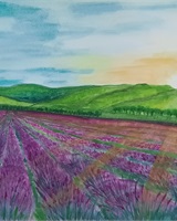 Isa - "Lever de soleil sur le champ de lavande" (&copy; Isarielle)