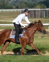 Rudy P cavalier<br />