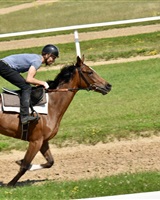 Rudy Pimbonnet cavalier 