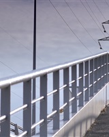 Rosa<br />Photogramme